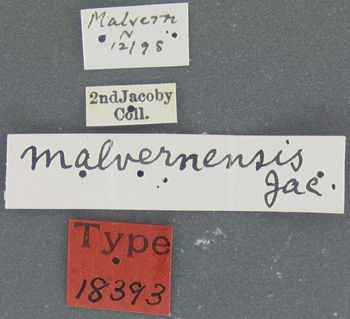 Media type: image;   Entomology 18393 Aspect: labels